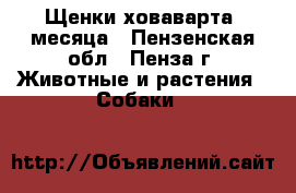 Щенки ховаварта 2месяца - Пензенская обл., Пенза г. Животные и растения » Собаки   
